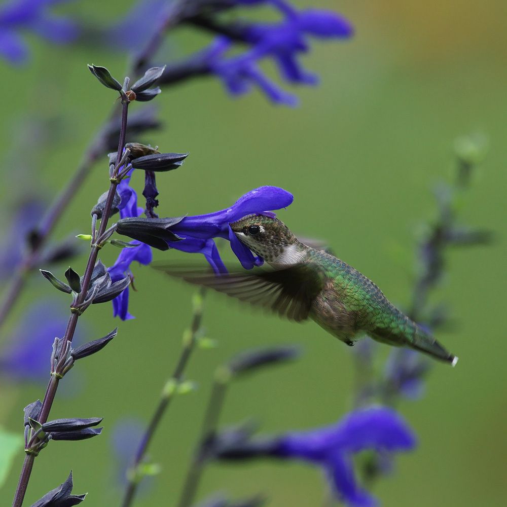 Flowers That Attract Hummingbirds