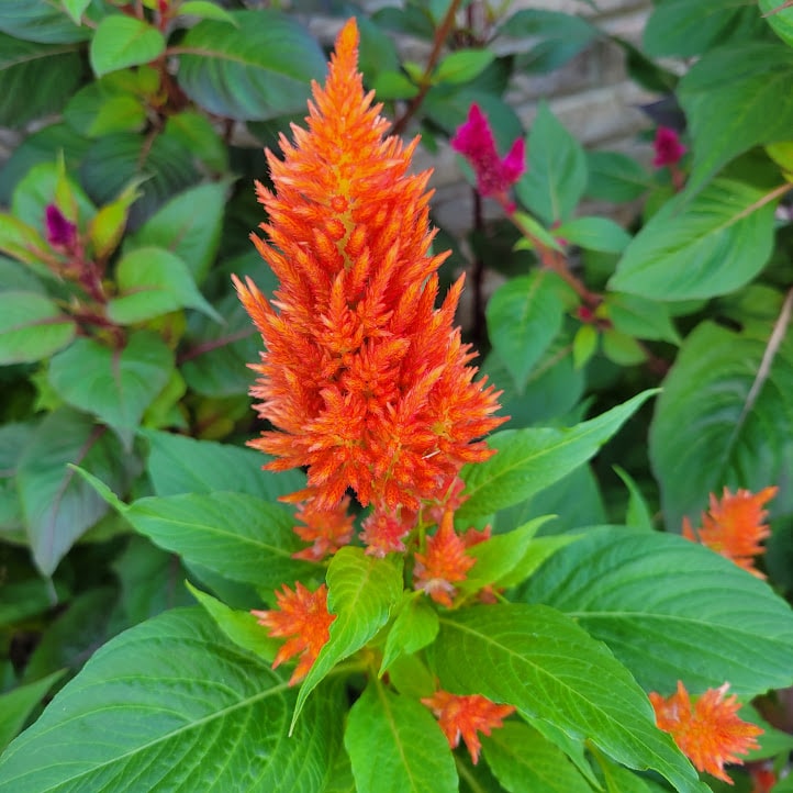 Fall Containers Celosia